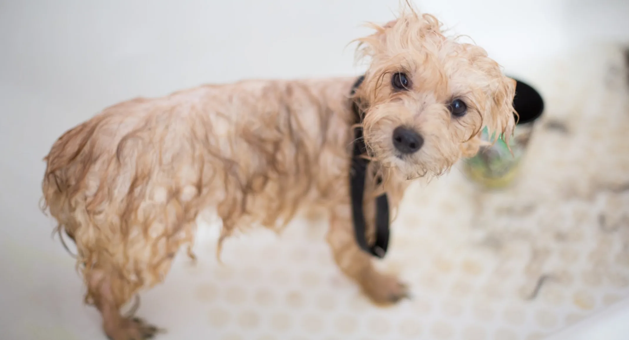 Small Brown Dog Taking a Bath